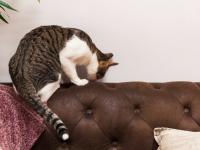 Gợi ý một số cách ngăn thú cưng của bạn làm hỏng da ghế massage